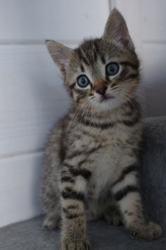 a small kitten with blue eyes sitting on the floor next to a door and looking at the camera