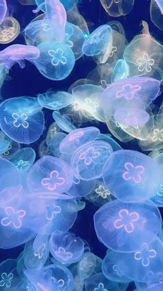 many jellyfish are floating in the water