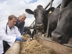 two men standing next to each other in front of cows eating hay from the trough