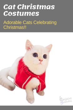 a white cat wearing a red sweater with caption that reads, get christmas costumes adorable cats celebrating christmas