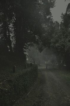 a person walking down a dirt road in the woods on a foggy day with trees