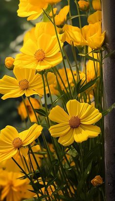 yellow flowers are blooming in the garden