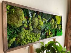 a moss covered wall hanging on the wall next to a potted plant