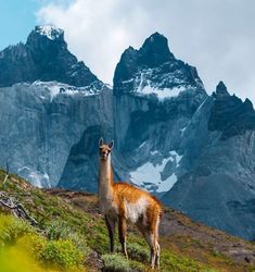 a llama standing on top of a grass covered hillside