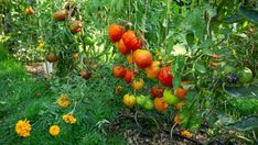 tomatoes growing on the vine in a garden