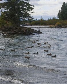 many ducks are swimming in the water near some rocks and trees on the shore line