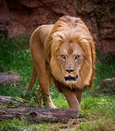 a large lion walking across a lush green field next to a stone wall and tree stumps