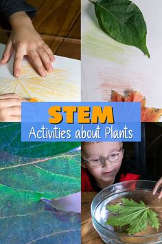 STEM Activities about Plants Stem Biology, Nature Stem Activities Preschool, Nature Stem Activities For Kids, Science Learning Activities, Environment Stem Activities, Ecosystem Activities For Kids, Plant Stem Activities, Biology Experiments For Kids