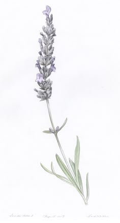 a drawing of a lavender flower on a white background