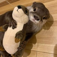 an otter hugging a stuffed animal on the floor