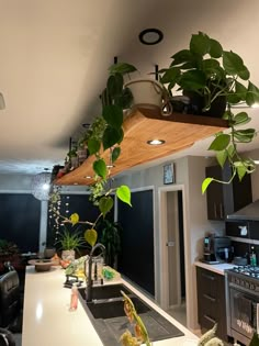 a kitchen filled with lots of counter top space and plants hanging from the ceiling above it