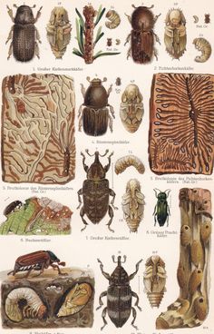 an insect poster with many different types of bugs