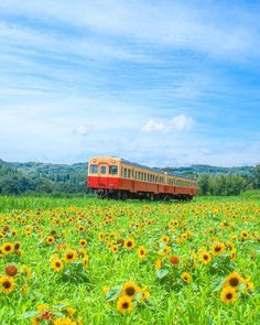 a train traveling through a lush green field filled with sunflowers