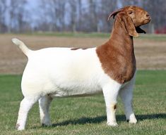 a brown and white dog standing on top of a grass covered field