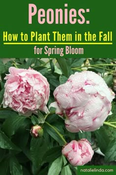 pink flowers with text that reads peonies how to plant them in the fall for spring bloom