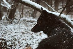 a black wolf sitting in the snow near some trees and bushes, looking off into the distance