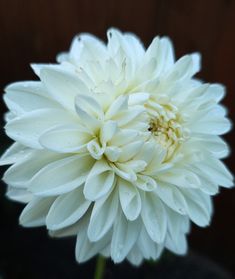 a white flower with water droplets on it