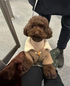 a brown dog wearing a sweater sitting on someone's lap with his legs crossed