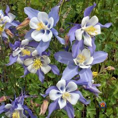 blue and white flowers are growing in the grass