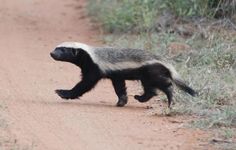 a honey badger walking across a dirt road