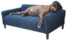 a large brown dog laying on top of a blue couch with its tongue hanging out