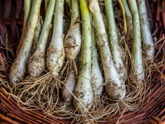 some white asparagus are sitting in a wicker basket on the ground with roots