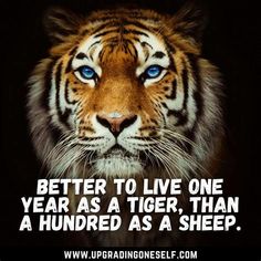 a tiger with blue eyes and the words, better to live one year as a tiger, than a hundred as a sheep