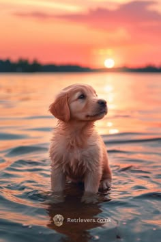 a puppy is sitting in the water at sunset