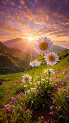 the sun shines brightly behind some daisies in a field with wildflowers