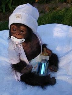 a baby chimpan sitting on top of a blanket next to a water bottle