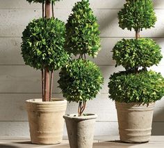 three potted trees sitting on top of a wooden table