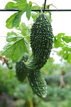 cucumbers hanging from a vine in an outdoor garden area, with green leaves