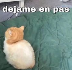 an orange and white cat sitting on top of a bed next to a green blanket