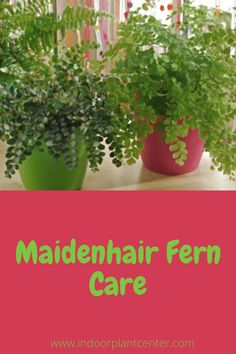 three potted plants sitting on top of a table next to a window with the words maidenhair fern care