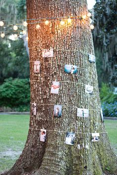 a tree with pictures pinned to it and string lights hanging from the branches around it