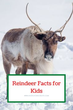 an animal with large horns standing in the snow and text reads reindeer fact for kids