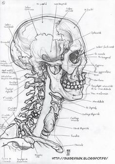 a diagram of the human head and neck, with bones labeled in each part on it