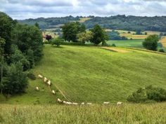 a herd of sheep grazing on a lush green hillside covered in trees and grass next to a forest