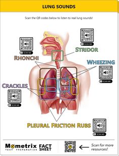 the lungs and their functions are labeled in this diagram, which shows what they look like