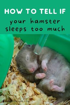 two mice in a bucket with text overlay how to tell if your hamster sleeps too much