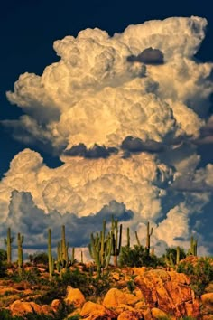 a large cloud is in the sky above some cacti