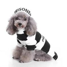 a small dog wearing a prison shirt and tie on it's head is sitting down