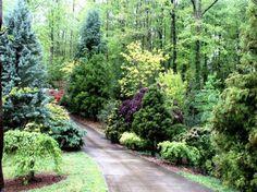 a dirt road surrounded by trees and bushes