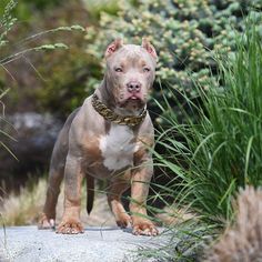 a brown and white dog standing on top of a rock next to tall grass covered bushes