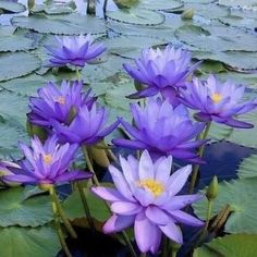 purple water lilies are blooming in the pond