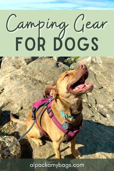 Want to take your dog on an epic adventure? Plan a dog friendly camping trip! These essentials for camping with dogs will help you and your furry friends have a great trip. Dog Friendly Travel | Travel with Dogs | Camping Tips for Beginners