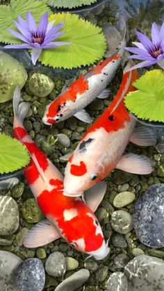 two koi fish swimming in a pond with lily pads