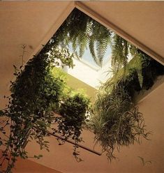 some plants are hanging from the ceiling in a room with a skylight above them