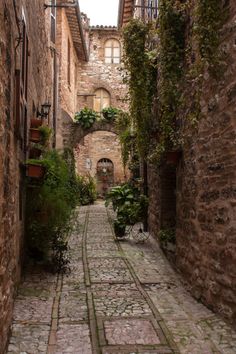 an alley way with cobblestones and potted plants on either side, between two buildings