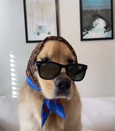 a dog wearing sunglasses and a bandana on top of it's head, sitting on a bed